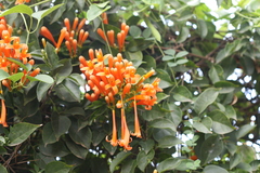 Pyrostegia venusta